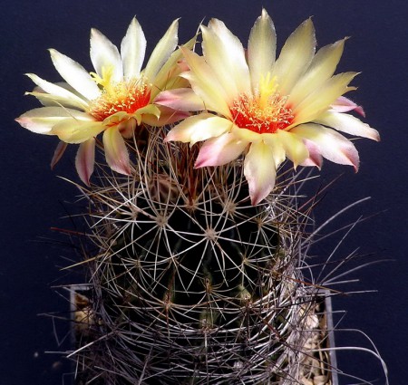 Hamatocactus setispinus (Engelmann.) Br. et R., Cact., 3: 104, 1922